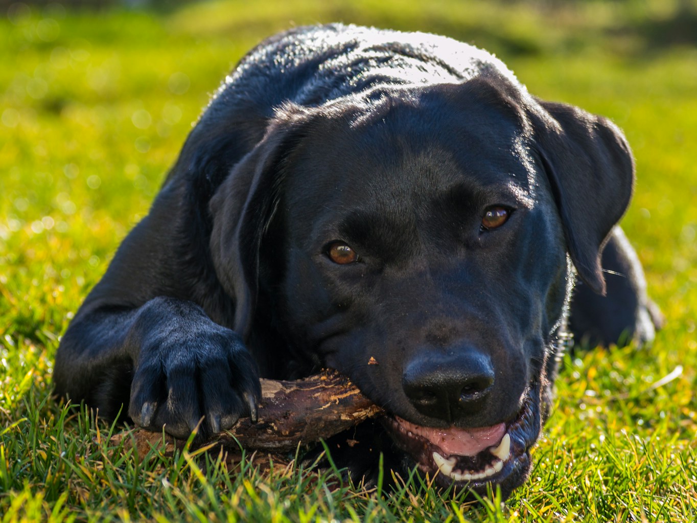 Olive Wood Chew Sticks Gallery Image