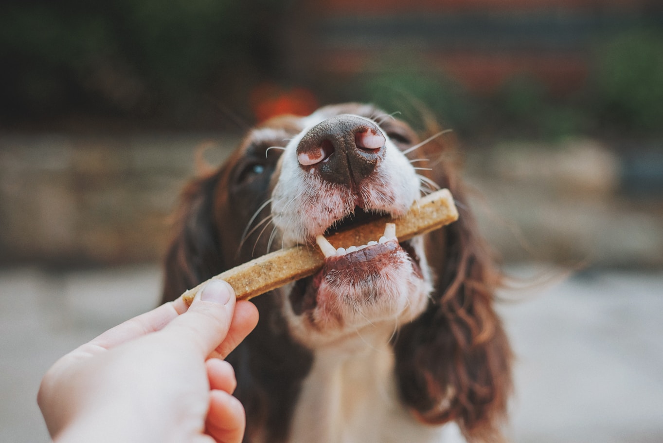 Coffee Wood Chew Sticks Gallery Image