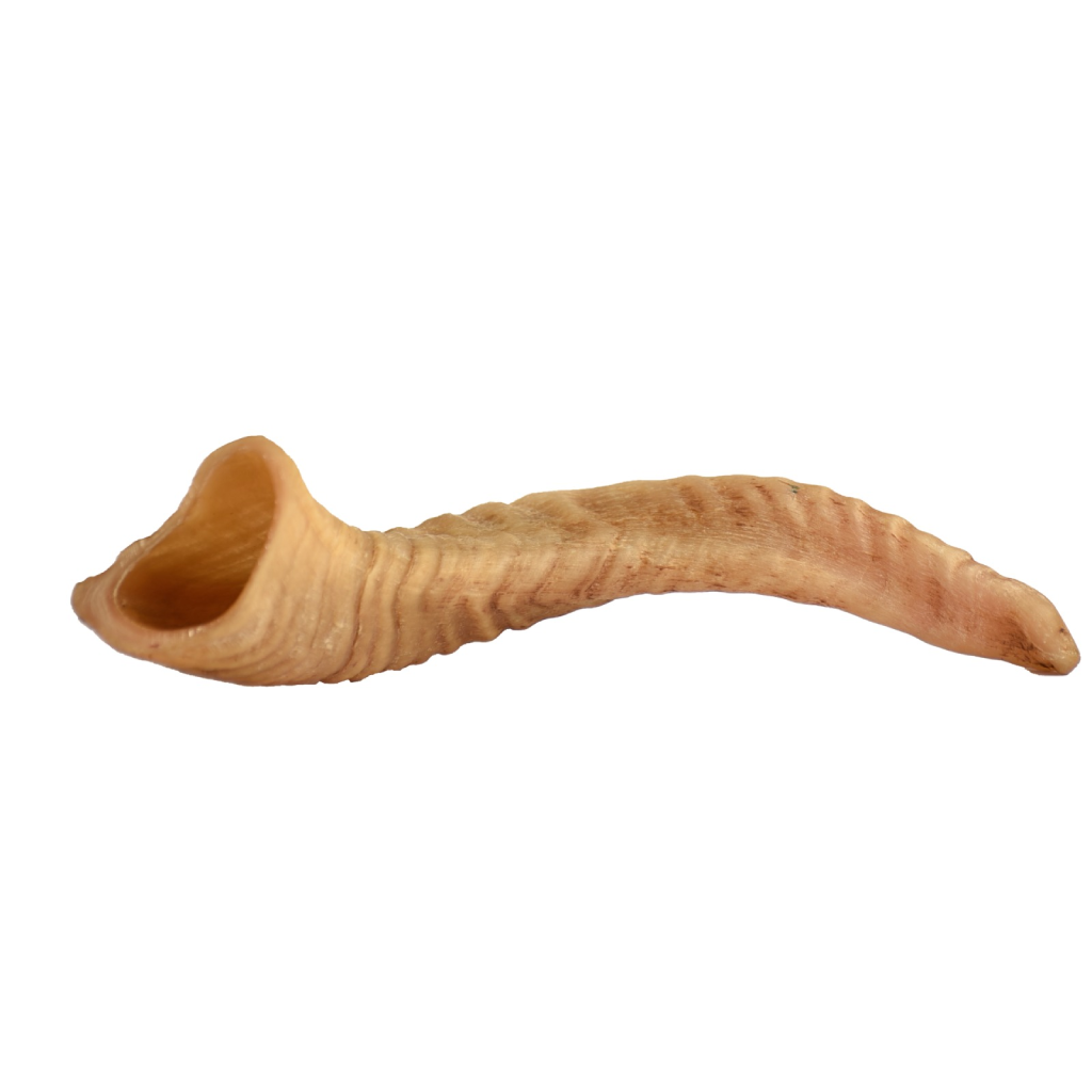 Sheep Horn